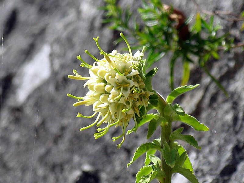Campanula petraea L. / Campanula del monte Baldo